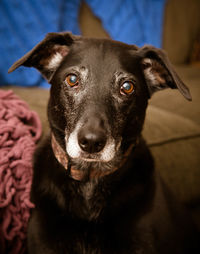 Close-up portrait of dog