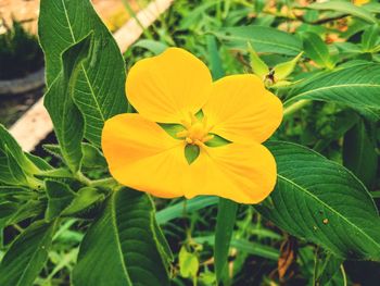 Close-up of yellow flowering plant