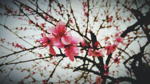 Low angle view of pink flowers