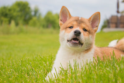 Portrait of a dog on field