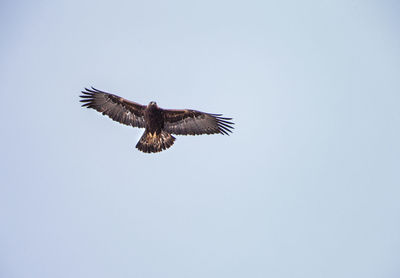 Low angle view of eagle flying in sky