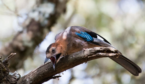 Close-up of bird perching on branch