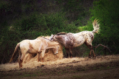 Two horses standing in a field