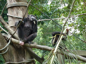 Low angle view of monkey on tree in forest