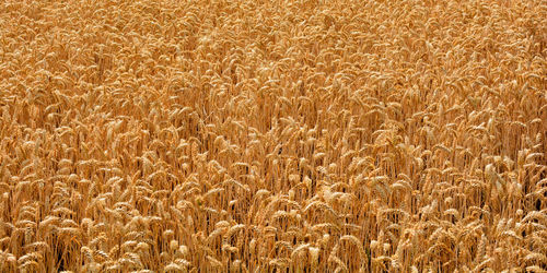 Grain field before harvest in banner