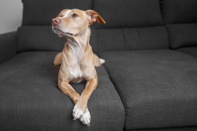 Dog sitting on sofa at home