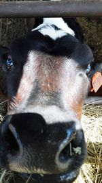 Close-up of cow