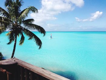 Palm tree by sea against sky