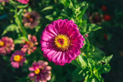 Close-up of pink flower