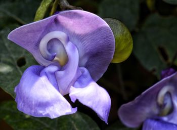 Close-up of purple iris blooming outdoors