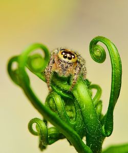 Close-up of caterpillar