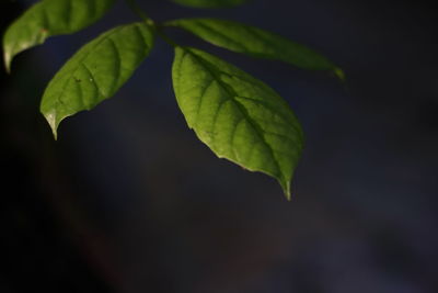 Close-up of fresh green leaves