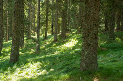 Pine trees in forest