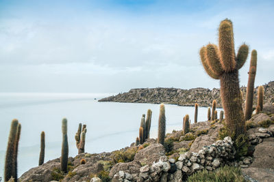 Cactus growing on rock by sea against sky