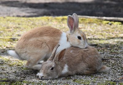 Rabbits relaxing on ground