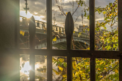 Close-up of plants seen through metal fence