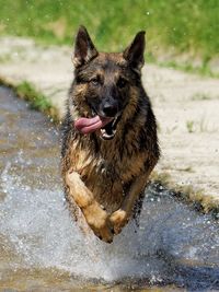 Portrait of dog running in water