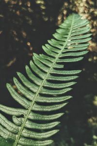 Close-up of fern