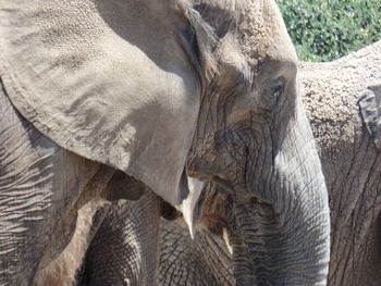 Close-up of african elephant at zoo