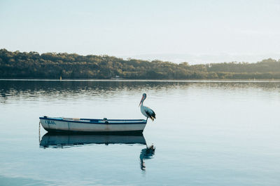 Bird in a lake