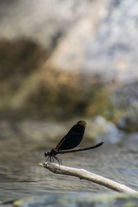 Close-up of insect on the lake