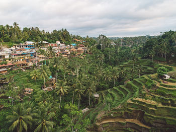 Panoramic shot of trees and plants against sky