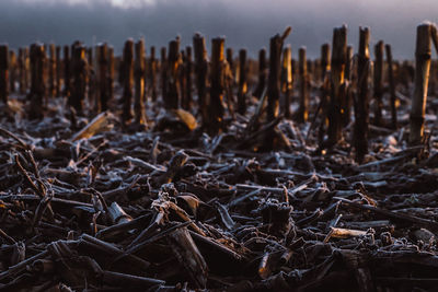 Close-up of dry plants on field against sky