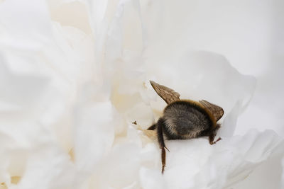 Close-up of bee on white flower