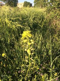 High angle view of flowering plants on field