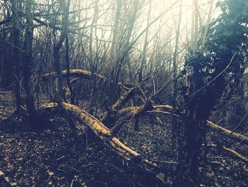 Bare trees in forest