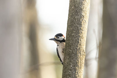Close-up of bird perching on a tree