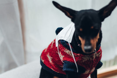 Close-up of a dog looking away