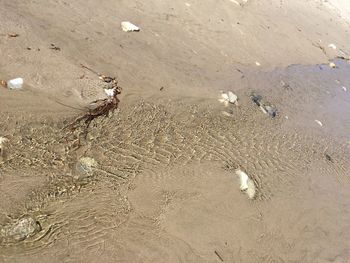 High angle view of footprints on beach