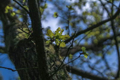 Low angle view of flower tree