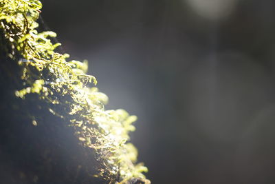 Close-up of lichen on tree