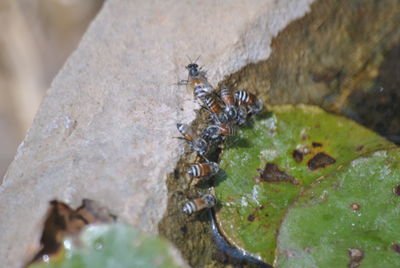 Close-up of insect on leaf