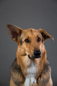 Portrait of dog against white background