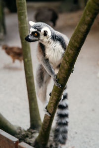 Close-up of an animal