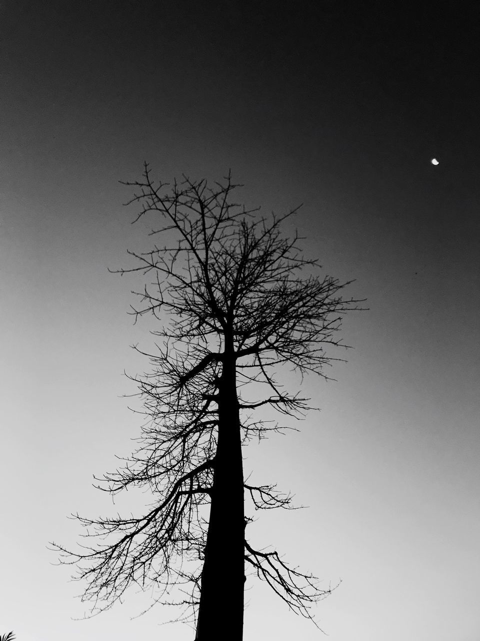 LOW ANGLE VIEW OF SILHOUETTE TREE AGAINST SKY