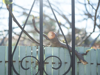 Close-up of bird perching on railing