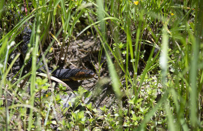 Close-up of lizard on grass