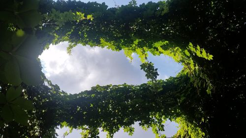 Low angle view of trees against sky