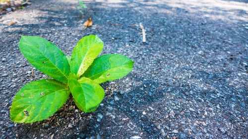High angle view of plant leaves