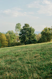 Trees on field against sky