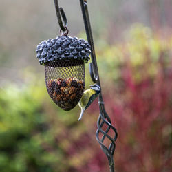 Close-up of a bird feeder
