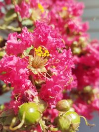 Close-up of pink flowers