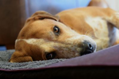 Close-up of dog lying down