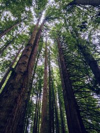 Low angle view of bamboo trees in forest