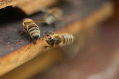 Close-up of bee