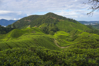 Scenic view of green landscape against sky